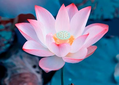 flor de loto es uno de los símbolos sagrados