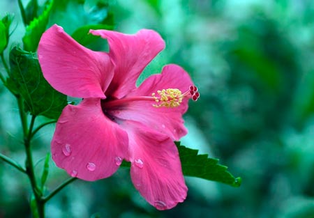 Hibisco es uno de los Símbolos de Hawai