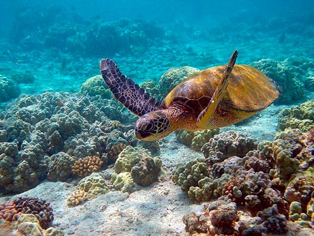 Tortugas marinas es uno de los Símbolos de Hawaii